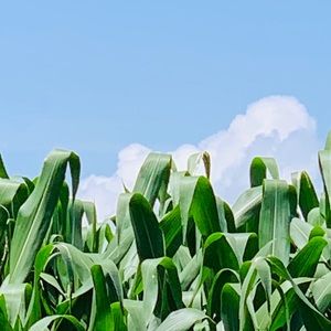 Meet your Posher, Pedro